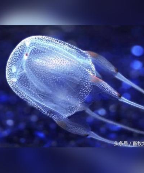 昆士兰大学世界排名及全球影响力