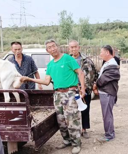 河南奶羊价格今日行情更新